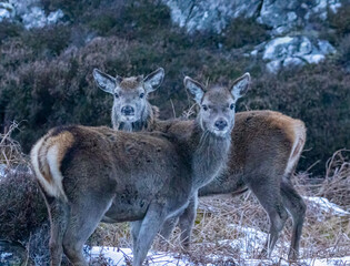 Two female red deer looking at the camera