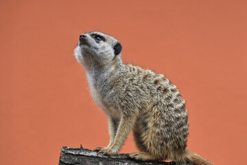Suricata (or meerkat) standing on a piece of wood and surveys its surroundings. 
