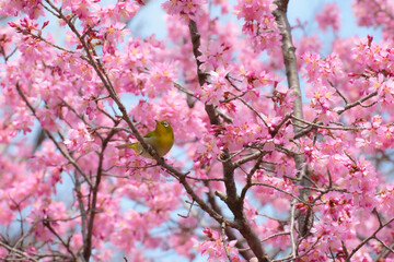 桜とメジロ