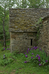 Fototapeta na wymiar Iris pallida, Iris de Florence, Borie , 'Aveyron, 12, France