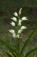 Cephalanthera longifolia, Orchis céphalanthéra à feuilles étroites