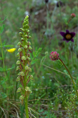 Aceras anthropophorum, Orchis homme pendu