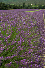 Lavendula x intermedia , Lavandin, Culture, Provence, 04, Valensol, Alpes de Haute Provence , France