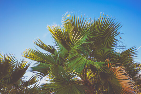 Tropic palm trees against the blue sky. Tropical landscape. Beautiful tropic nature