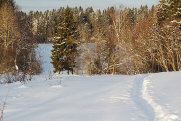 Winter forest and a forest lake covered with ice and snow