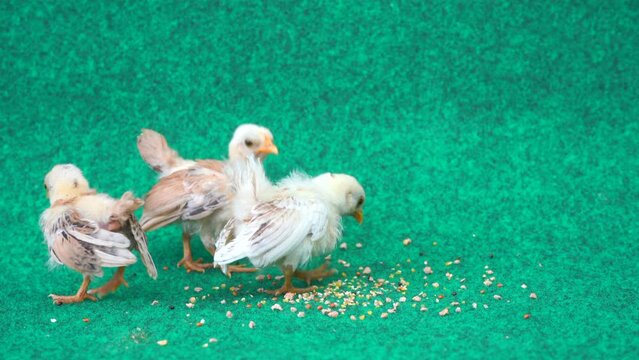 The yellow serama chicks eating food on an artificial grass background.