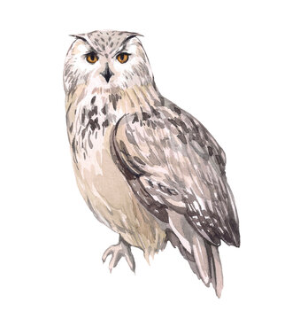 Watercolor owl on a white background. Mystical predatory forest animal. Illustration for the design of children's things and children's room, magic and sorcery. Forest and wildlife. White snowy owl.