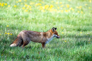 red fox vulpes in the grass