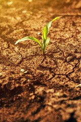Small green corn crop seedling in field lit by the warm springtime sunset light