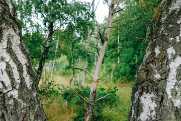 Birch tree trunks in park in Halmstad, Sweden