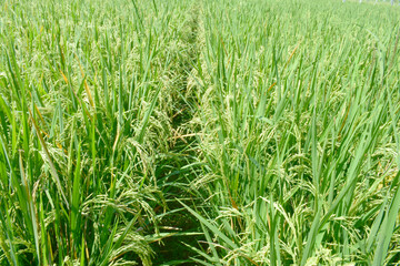 green wheat field