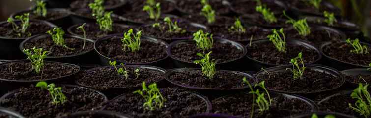 flower seedling, flower seedling, cultivation.
