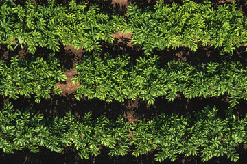 Aerial shot of potato plantation from drone pov, directly above