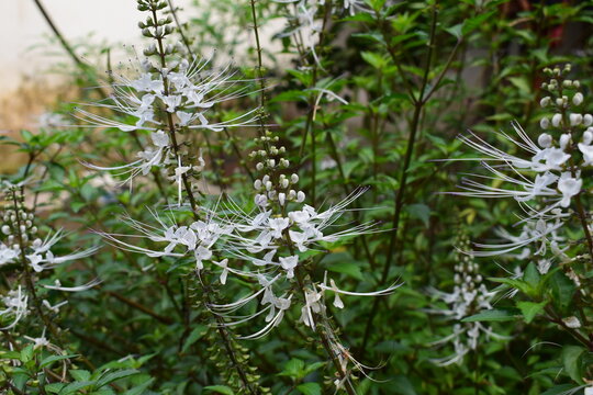 orthosiphon aristatus flower or cat whiskers plant or kumis kucing
