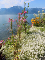 Montreux - Les quais fleuris au bord du lac Léman - 580994716