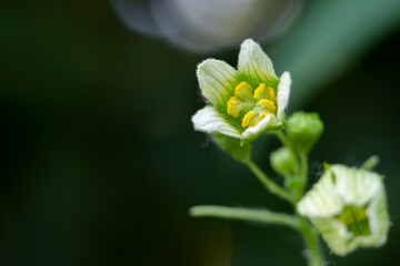 White bryony or wild hop or false mandrake or English mandrake or wild vine or wild hops.