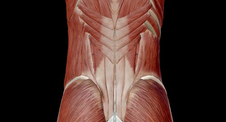 The abdomen is the part of the body between the thorax (chest) and pelvis, in humans and in other vertebrates. - obrazy, fototapety, plakaty