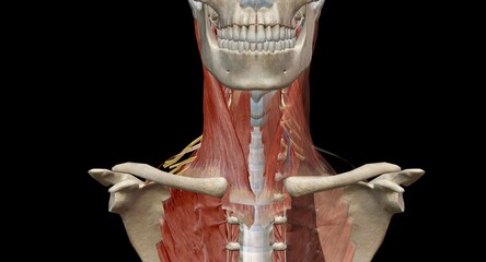 The cervical spine (neck region) consists of seven bones (C1-C7 - obrazy, fototapety, plakaty