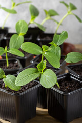 Young cucumber seedlings growing in plastic pots. Ready to planting out.  Gardening concept.