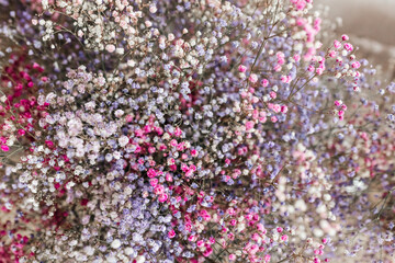 Natural background of multicolored gypsophila flowers. Spring flowers.Interior decor - obrazy, fototapety, plakaty
