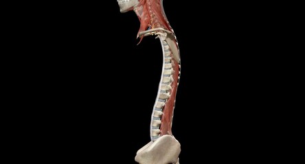 The cervical spine (neck region) consists of seven bones (C1-C7 - obrazy, fototapety, plakaty