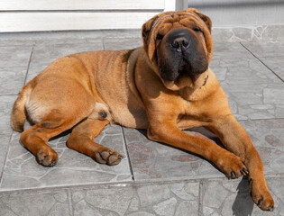 House dog Shar Pei red color looks away
