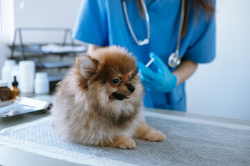 Veterinarian doctor and Pomeranian puppy at veterinary ambulance.  in veterinary clinic...