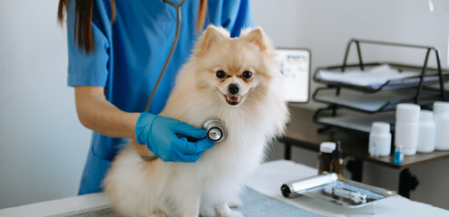 Fototapeta na wymiar Veterinarian doctor and Pomeranian puppy at veterinary ambulance.