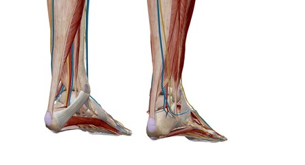Each foot has 28 bones, 30 joints, and more than 100 muscles, ligaments, and tendons. - obrazy, fototapety, plakaty
