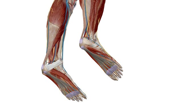 Each foot has 28 bones, 30 joints, and more than 100 muscles, ligaments, and tendons.
