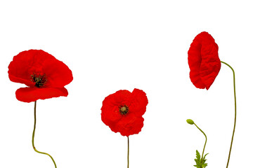 Obraz premium Wild red poppies in a row. Isolated on white background.