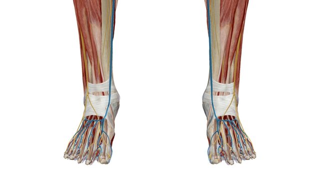 Each foot has 28 bones, 30 joints, and more than 100 muscles, ligaments, and tendons.