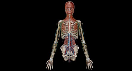 Human anatomy body. Skeletal, organ, vascular, lymph and nervous - obrazy, fototapety, plakaty