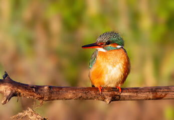 Сommon kingfisher, Alcedo atthis. An adult female bird sits on a branch, in the morning sunlight
