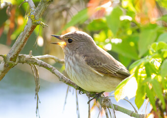 Spotted flycatcher, Muscicapa striata. A bird sits on a branch and sings
