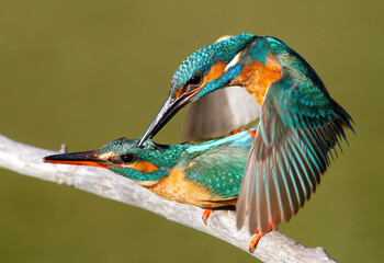 Сommon kingfisher, Alcedo atthis. A family of birds is engaged in the continuation of its species