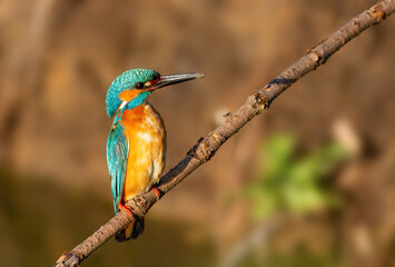 Сommon kingfisher, Alcedo atthis. An adult male bird sitting on a branch in a blurred background