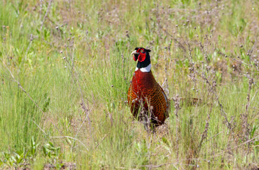 Common Pheasant, Phasianus colchicus. The male walks through the meadow
