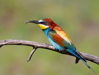 European bee-eater, Merops apiaster. A bird sits on a branch with a prey in its beak