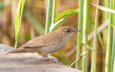 Savi's warbler, Locustella luscinioides. A bird sits on a wooden bridge on the riverbank