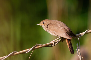 Thrush nightingale, Luscinia luscinia. A bird sits on a reed stalk on a riverbank