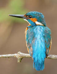 Common kingfisher, Alcedo atthis. Close-up of a bird perched on a branch