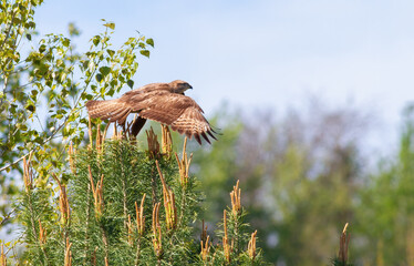 Common buzzard, Buteo buteo. A bird takes off from a tree branch