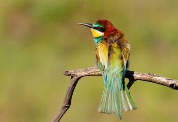 European bee-eater, Merops apiaster. A bird basking in the morning sun on a branch
