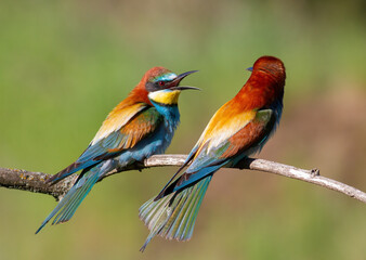 European bee-eater, Merops apiaster. One bird chases another bird off its branch