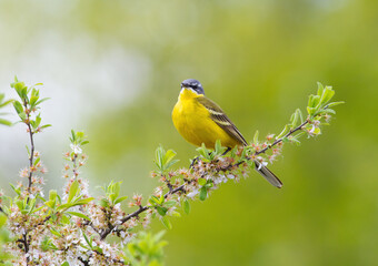 Western yellow wagtail, Motacilla flava. A male bird sitting on the branch of a flowering tree