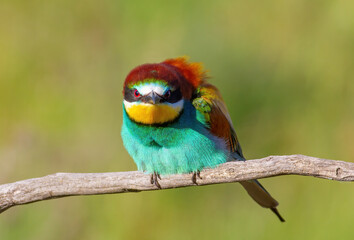 European bee-eater, Merops apiaster. The bird ruffles its feathers and looks into the lens