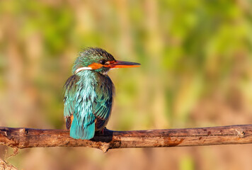 Сommon kingfisher, Alcedo atthis. An adult female bird sits on a branch, in the morning sunlight