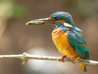 Сommon kingfisher, Alcedo atthis.A bird holding a fish in its beak, sitting on a branch