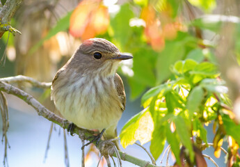 Spotted flycatcher, Muscicapa striata. A bird sits on a tree branch among the leaves